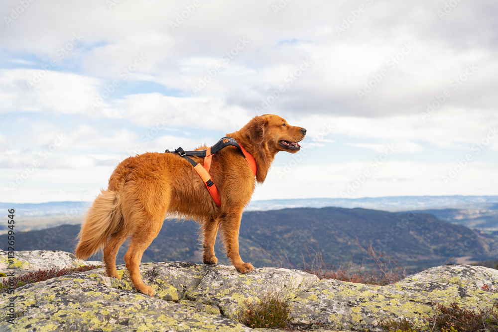 dog in the mountains