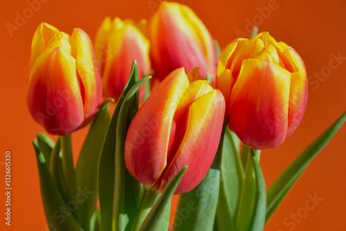 a bouquet of tulips, spring flowers. March 8th, birthday, spring festival. background for the design.