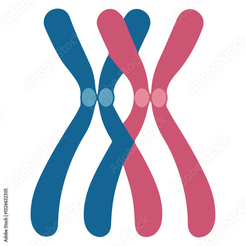 chromosome bivalent colored icon