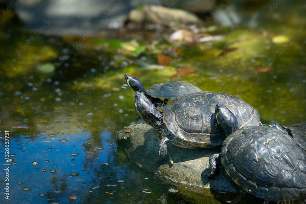 Obraz premium Three turtles crowd to get sun on a rock in still waters
