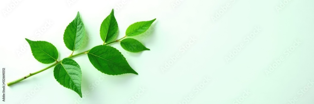 Isolated Green Leaf Plant on White Background, solo, foliage Isolated Green Leaf Plant on White Background, solo, foliage