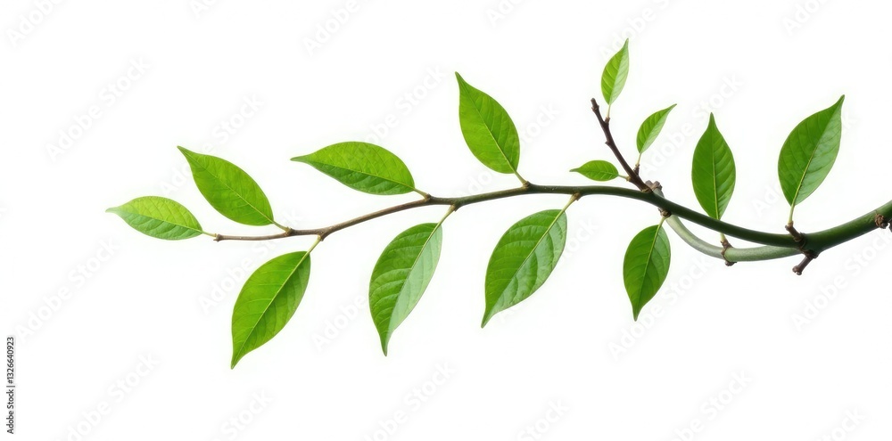 Long slender branch with leaves curled around it isolated on white background, branch with leaves, foliage, tree Long slender branch with leaves curled around it isolated on white background, branch with leaves, foliage, tree