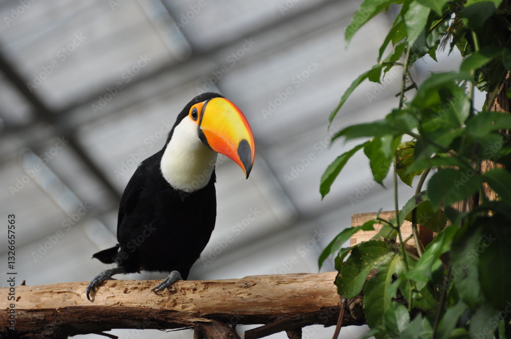 Fototapeta premium 鳥