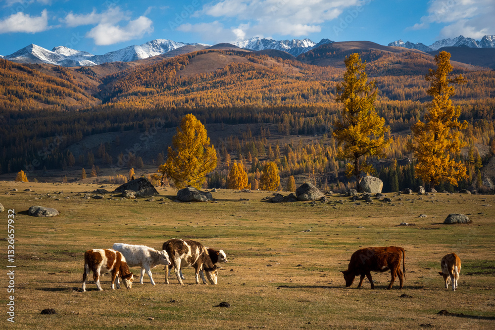 Fototapeta premium Cows grazing in grassy plains with colorful autumn trees and mountainous backdrop showcasing nature