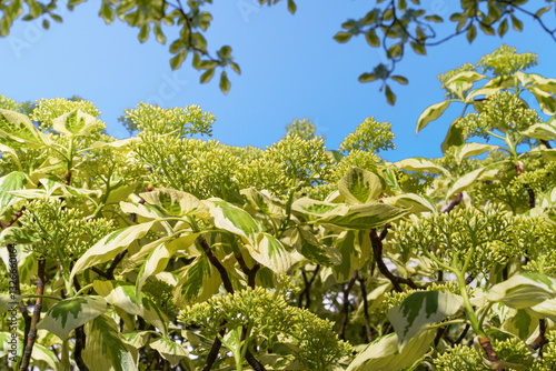 Cornus controversa Variegata, Swida controversa