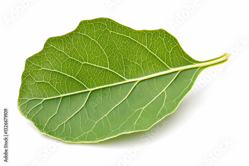 Single vibrant green leaf, detailed venation photo