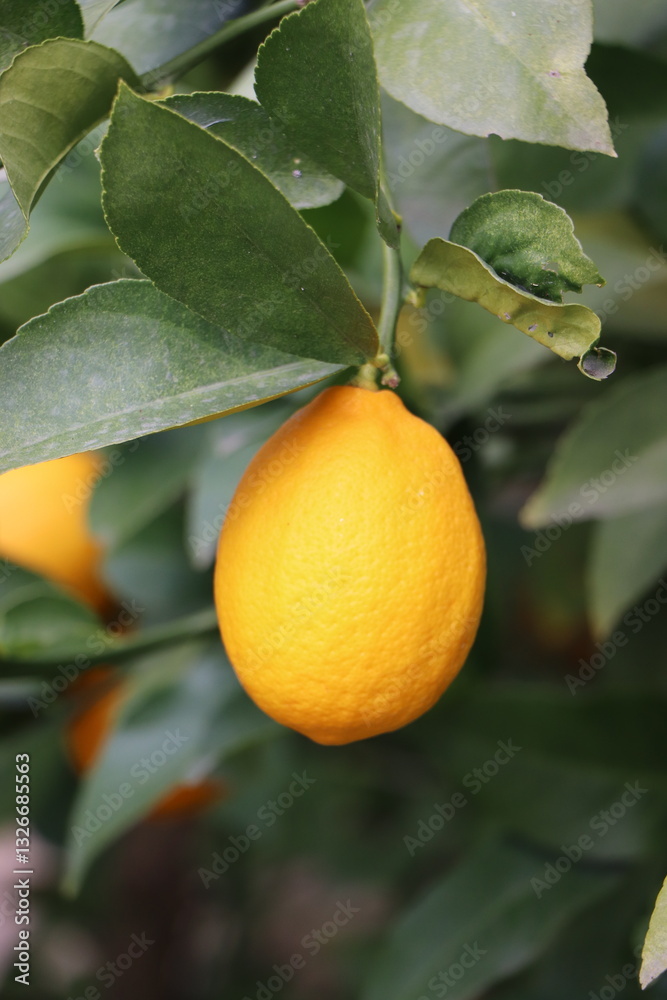 lemon tree with yellow lemon lemon tree with yellow lemon
