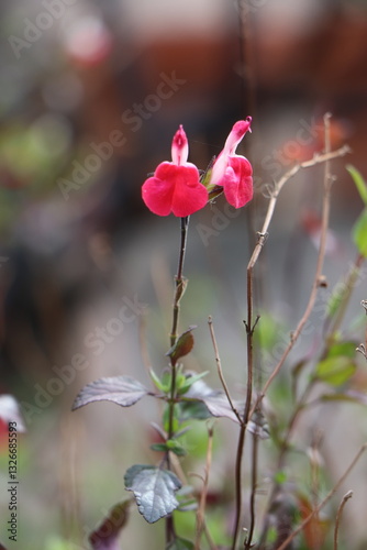 Salvia microphylla grahamii in a garden photo