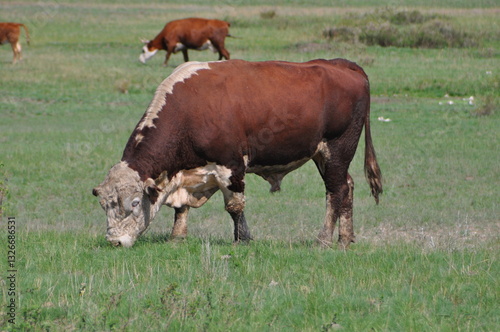 Wallpaper Mural A bull in a field eats grass Torontodigital.ca