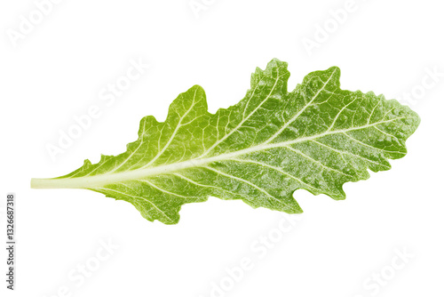 A leafy green plant with a stem. ,on transparent background.