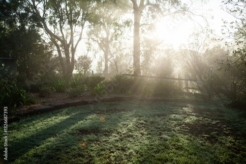 Rays of morning sunlight shining through branches of gum tree in garden