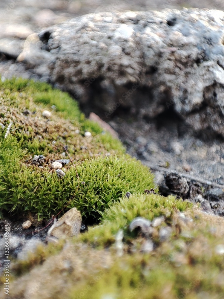moss on stone moss on stone