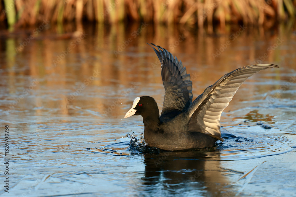 Fototapeta premium A common coot (Fulica atra) on a frozen canal and ice in wildlife, near Delft, The Netherlands.