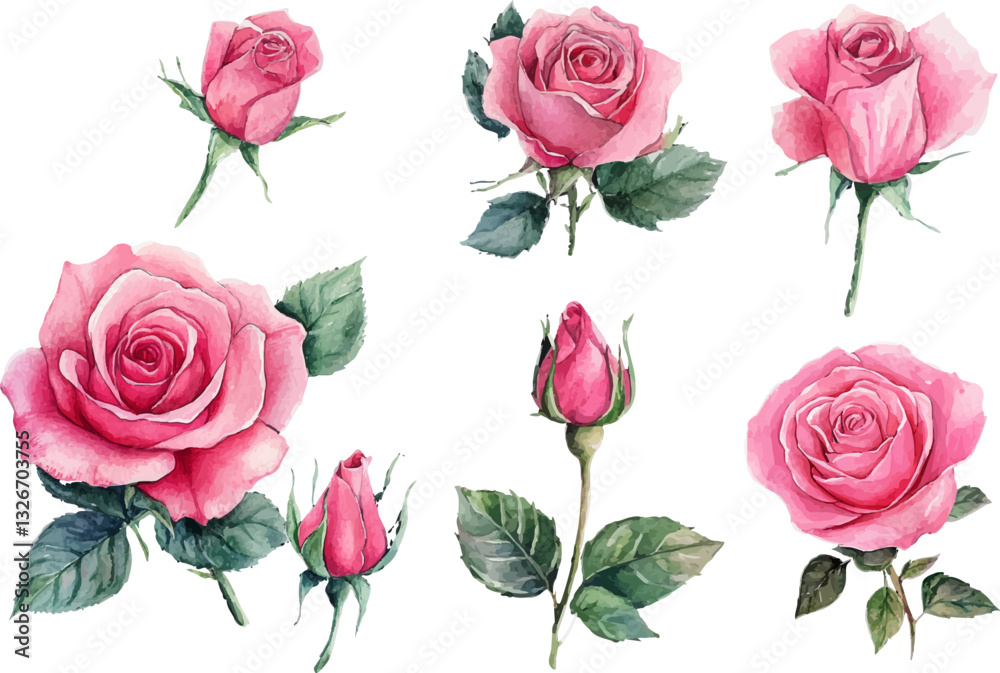Fototapeta premium set of roses vector illustration