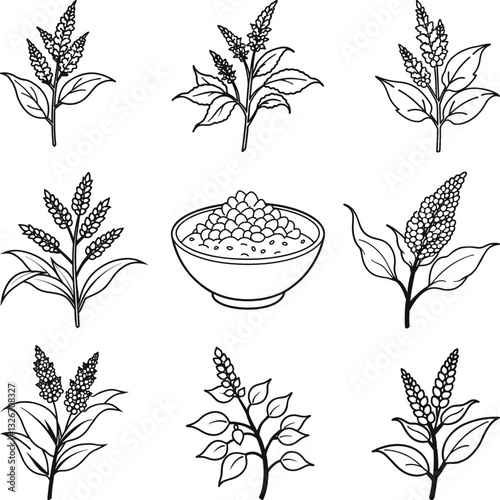 Collection of Quinoa Plants and Seeds in Bowl, quinoa Black and White Illustration