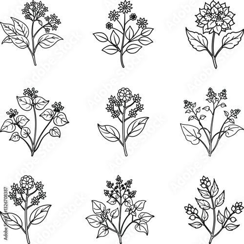 Buckwheat plant Silhouette and seeds isolated, Collection of hand-drawn floral elements in black and white