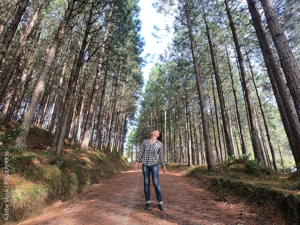 Fototapeta premium mulher em estrada com pinus plantados