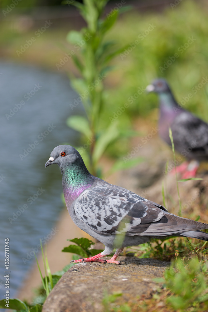 Obraz premium 川辺の鳩の横顔