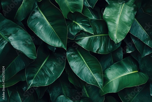 Lush tropical leaves close-up