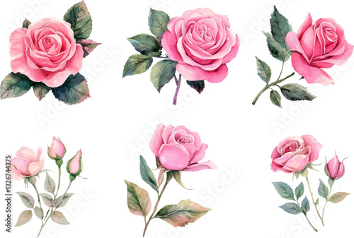 Botanical Watercolor Pink Rose