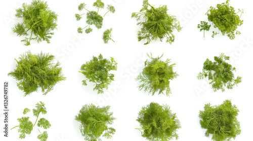 Wallpaper Mural dill isolated on white background Torontodigital.ca