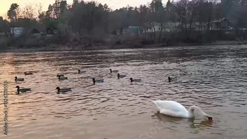 A swan elegantly eats bread among ducks on the river, showcasing a charming interaction of birds. Enjoy this delightful moment in nature.