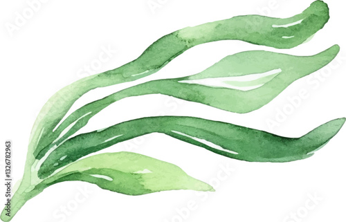Watercolor painted seaweed. Hand drawn fresh seafood design element isolated on white background.
