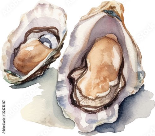 Watercolor painted oysters. Hand drawn fresh seafood design element isolated on white background.