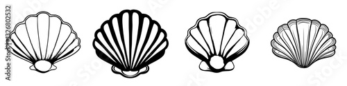 Various types of shell illustrations displaying unique shapes and patterns in a minimalist design setting