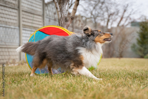 Cute active tricolor sheltie dog is training agility. Smart obedient shetland sheepdog is running through a tunnel