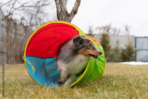 Cute active tricolor sheltie dog is training agility. Smart obedient shetland sheepdog is running through a tunnel
