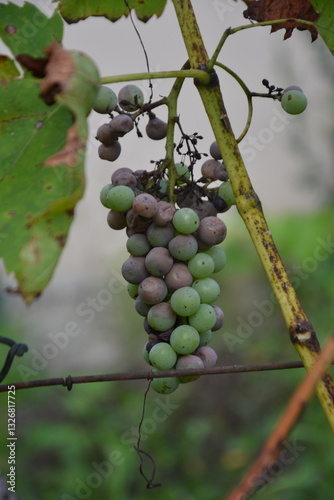 Mold on grape wine