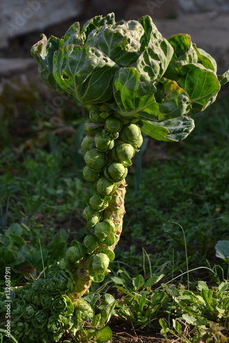 Brusel sprouts in the garden 