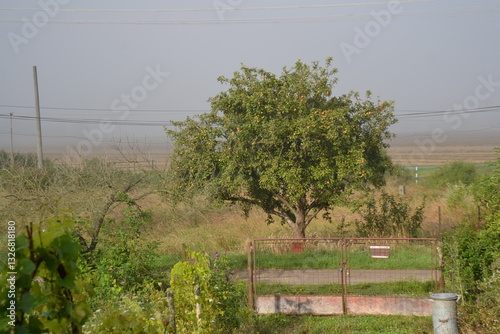 Old apple tree in rural environment