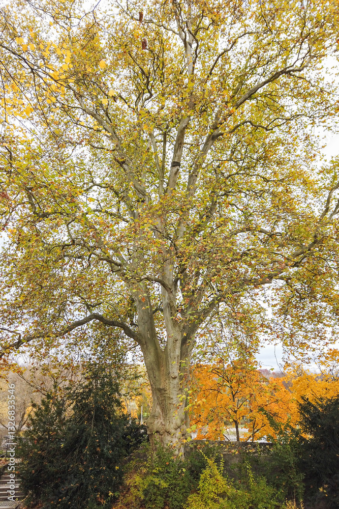 Fototapeta premium Beautiful Autumn Landscape with Trees and Colorful Leaves