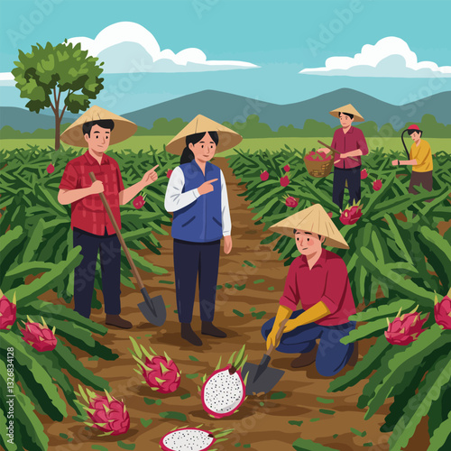 Farmers Harvesting Dragon Fruit Crop in Field on Sunny Day