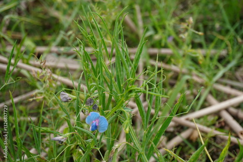 A tiny blue flower on the grass pea plant 