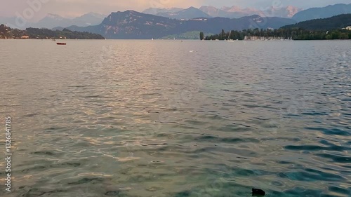 A coot swims on Lake Lucerne at sunset