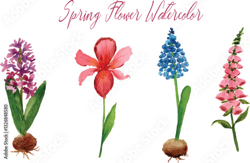 spring flower watercolor hyacinth iris muscari and foxglove