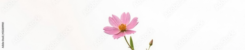 Softly lit isolated flower against plain white background, blossom, peaceful ambiance Softly lit isolated flower against plain white background, blossom, peaceful ambiance