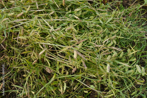 Harvested rough pea or hairy vetchling with several pods on it