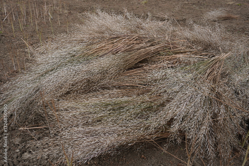 Fototapeta premium A pile of dried mustard plants after harvesting 