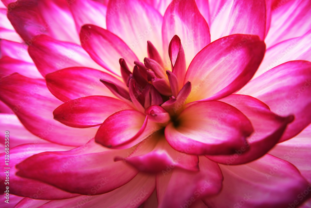 Fototapeta premium macro close up blooming pink dahlia flower and petals