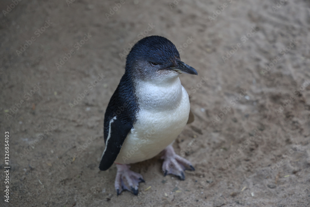 Naklejka premium The Fairy penguin or blue penguin is so cute and local animal in phillip island,Australia