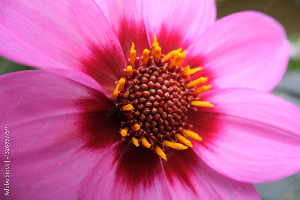 close up vibrant pink dahlia flower with stamens close up vibrant pink dahlia flower with stamens