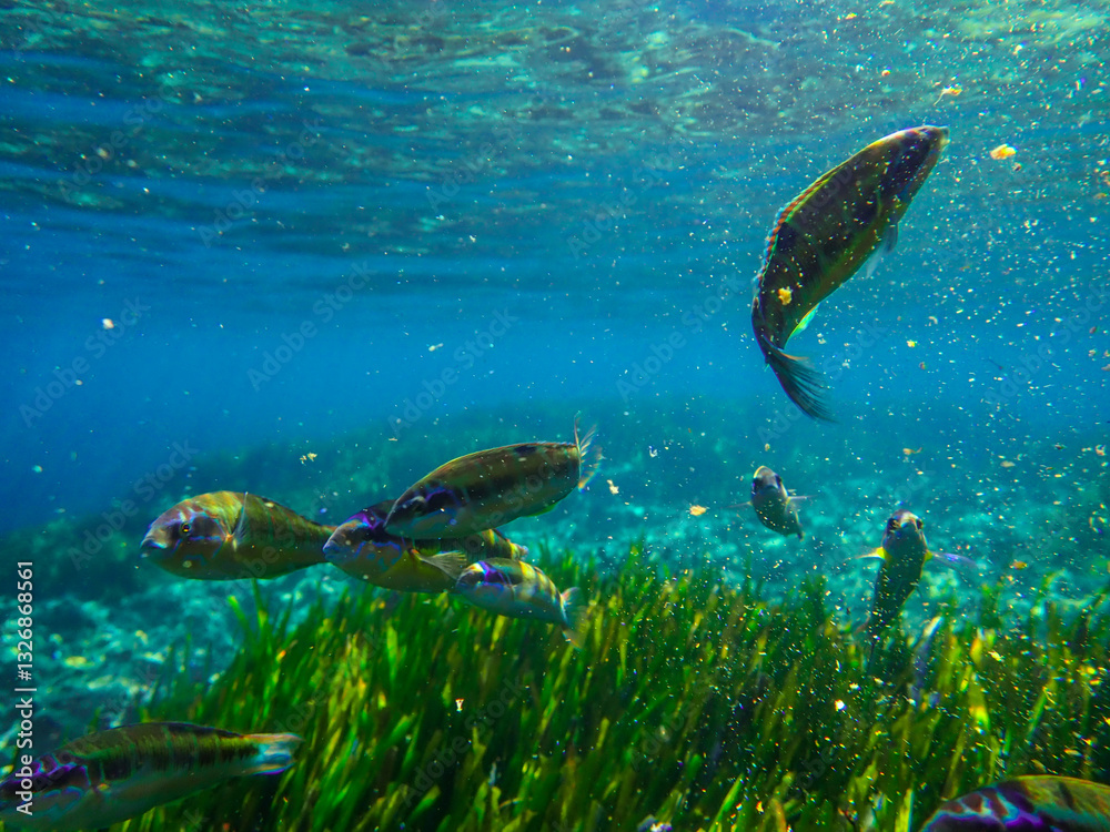 Naklejka premium Dark blue ocean surface seen from underwater. Abstract waves underwater and rays of sunlight shining through, Sun light rays undersea deep, Underwater background with sea bottom, Mediterranean sea.