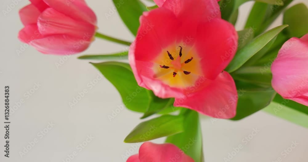 Spring bouquet of pink tulip flowers on white background. Spring bouquet of pink tulip flowers on white background.