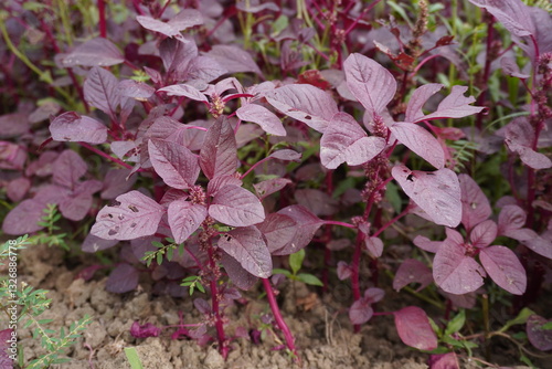 A cluster of red amaranthus are growing on the ground 