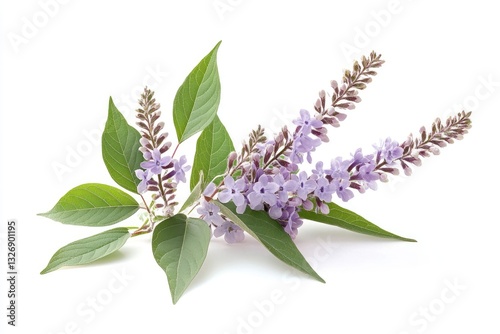Chaste Tree. Green Plant with Beautiful Flowers in Natural Garden Setting