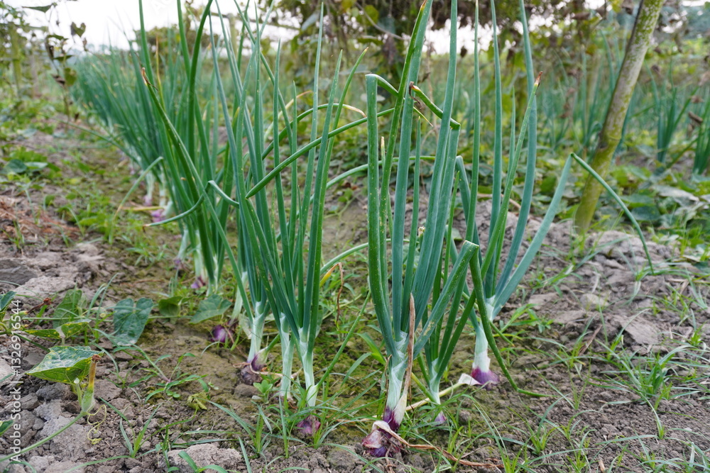 Fototapeta premium The onion plants are planted in lines on the agricultural field 